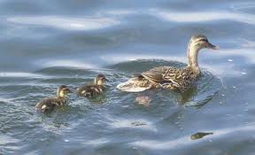 Duck & ducklings