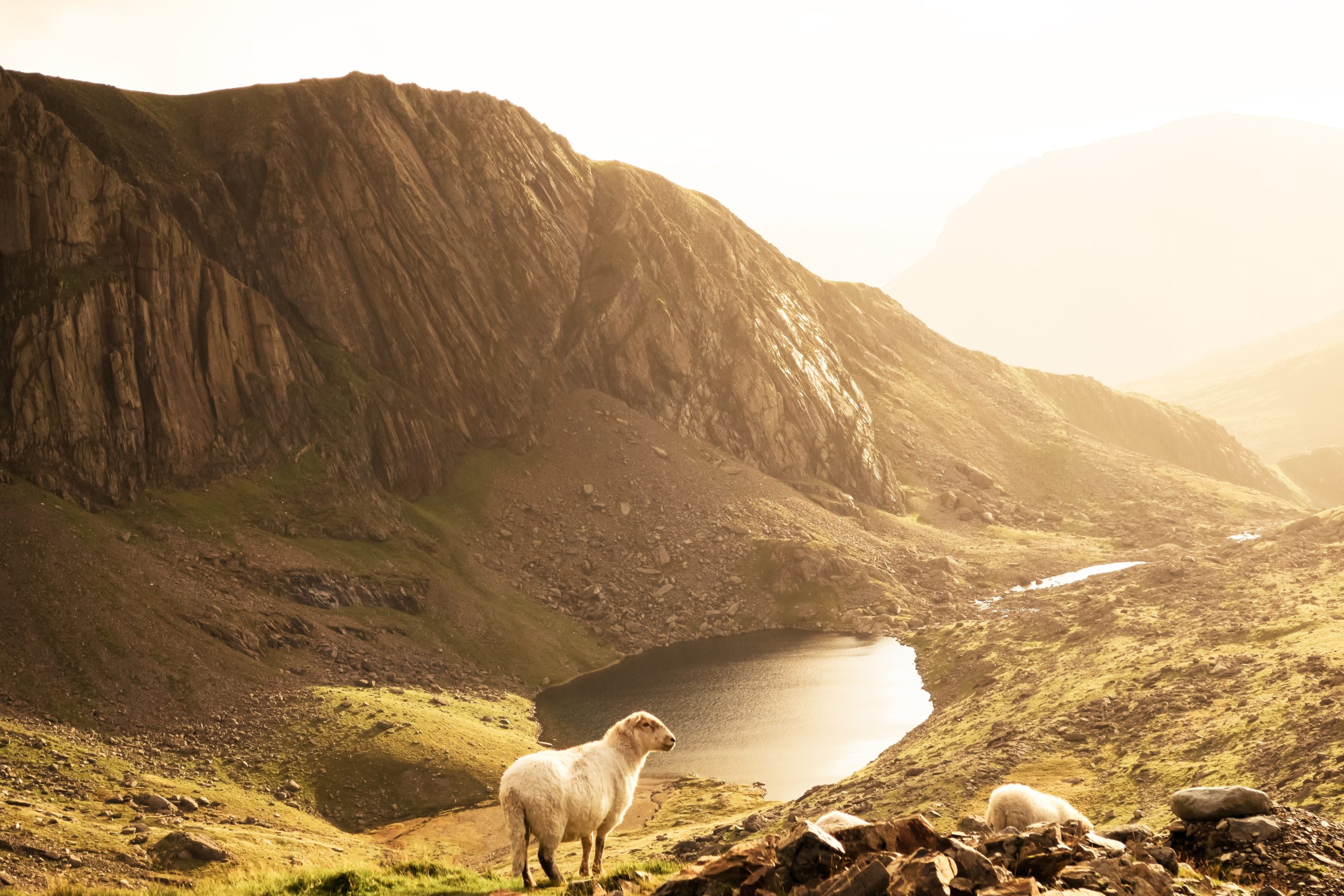 Photo of mountains, lake, & sheep in forground by Red Morley Hewitt on Unsplash